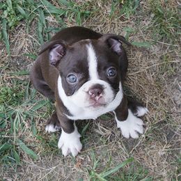 Boston Terrier Puppies from The Boston Puppy