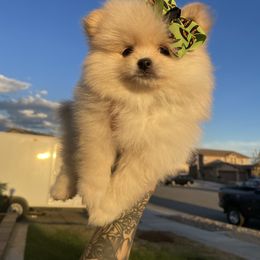 Pomeranian Puppies from PomPalace