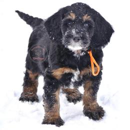 Orange boy - Phantom male Bernedoodle puppy in Waukesha, Wisconsin from Bernedoodle Boutique (and Cavapoos)
