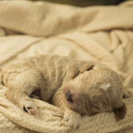 Beau - Cream male Goldendoodle puppy in Georgia from Mother of Golden Doodles