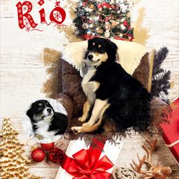 Australian Shepherd All Grown Up from Aussies of Sunset Ridge
