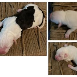 Boy 1 - White male American Bulldog puppy in Pace, Florida from Genesis American Bulldogs