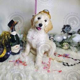 Goldendoodle and Poodle Puppies from The Doodle Patch