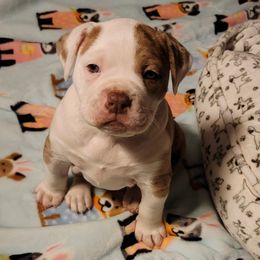 Alapaha Blue Blood Bulldogs from Rebel Soul Kennel