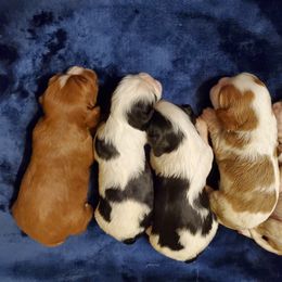 Cavalier King Charles Spaniel Puppies from Lucia's Cavalier King Charles Spaniels
