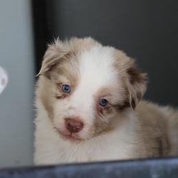 Boy 5 - Red merle male Border Collie puppy in Courtland, Alabama from C Bar C Ranch Border Collies