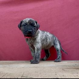Lt Pink Collar - Tiger female Perro de Presa Canario puppy in Raleigh, North Carolina from Kings Court Kennel