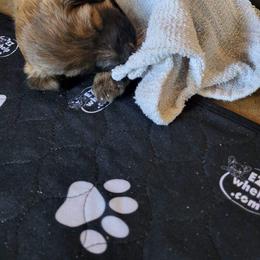 Aussiedoodle Puppies from Ocala Doodle Ranch