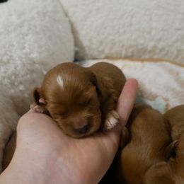 Skye - Ruby male Cavalier King Charles Spaniel puppy in Marcellus, Michigan from Coolcreek Pets