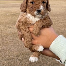 Goldendoodle Puppies from Deanna Ray