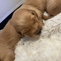 Golden Retriever Puppies from Tradershire Goldens