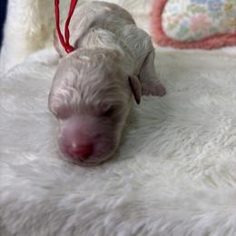 Boy 2 - male Goldendoodle puppy in Cleveland, Georgia from The O.G. Doodles