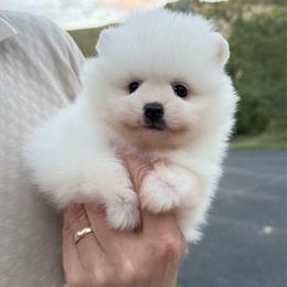 Thunder x Daisy White Female - White female Pomeranian puppy in Pocatello, Idaho from Avalon Pomeranians