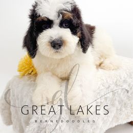 Frostin - Tri-color male Bernedoodle puppy in Baroda, Michigan from Great Lakes Bernedoodles