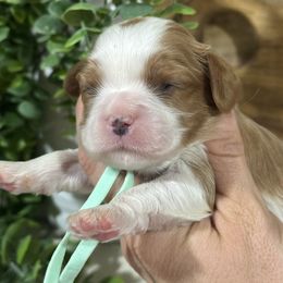 Latte - Blenheim female Cavalier King Charles Spaniel puppy in El Campo, Texas from Longhorn Cavaliers