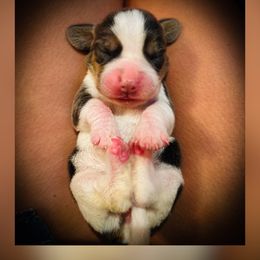 Blue Girl - Coffee - Blue tan and white female Beagle puppy in Grantsville, Maryland from Fable & Fern Beagles