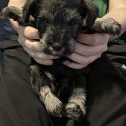 Ace - Black and silver male Miniature Schnauzer puppy in Newburgh, Indiana from Lakehouse Miniature Schnauzers of Southern Indiana