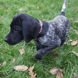 German Shorthaired Pointer Puppies from Calvert Kennels