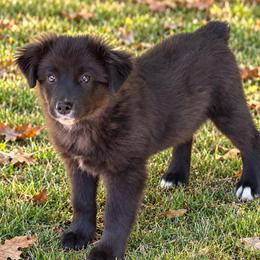 Woody - Black tri male Miniature Australian Shepherd puppy in Patterson, North Carolina from DreamLine Aussies