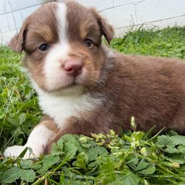 Girl 3 - Red tri female Miniature Australian Shepherd puppy in Olean, New York from Windy River Mini Aussie
