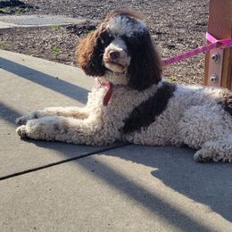 Sally - Goldendoodle