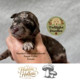 Shiitake - Purple Collar - Merle female Goldendoodle puppy in Garland, Texas from Twilight Doodles