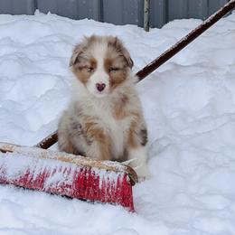 Australian Shepherd Puppies from SS Australian Shepherds