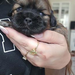 Shih Tzu Puppies from Shih Tzus of Gilbert