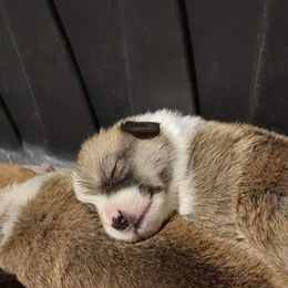 Pembroke Welsh Corgi Puppies from Gary's Pembroke Welsh Corgis
