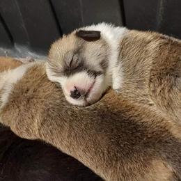 Pembroke Welsh Corgi Puppies from Gary's Pembroke Welsh Corgis