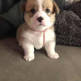 Pembroke Welsh Corgi Puppies from Hammon Pembroke Welsh Corgis
