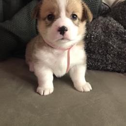 Pembroke Welsh Corgi Puppies from Hammon Pembroke Welsh Corgis