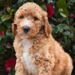 Reine - Yellow and white female Bernedoodle puppy in Folsom, Louisiana from DoodlesFarmCo