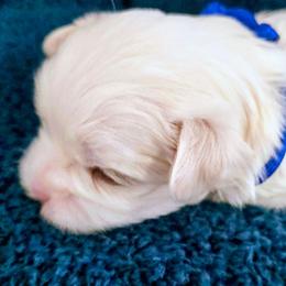 Valentino - White male Maltese puppy in Jacksonville, North Carolina from Grantham Maltese