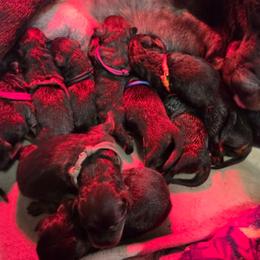 Pink girl - Black and mahogany female Rottweiler puppy in Salem, Oregon from C&C Royal Rottweilers