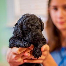 Blue - Black male Poodle puppy in Palmetto, Georgia from Renders Poodles
