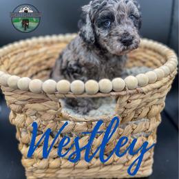 Westley - Merle male Goldendoodle puppy in Ocoee, Tennessee from Liberty Creek Farms
