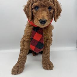 Goldendoodle Puppies from Rustic Road Doodles