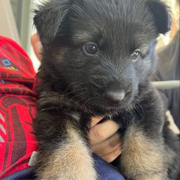 Teal collar - Black and tan female German Shepherd puppy in Barnhart, Missouri from Combat Creek German Shepherds