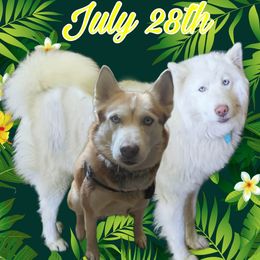 Siberian Huskies from Blue Moon's Huskies
