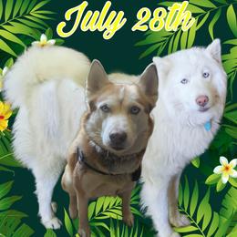 Siberian Huskies from Blue Moon's Huskies