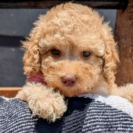 Apricot female (pink) - Apricot female Poodle puppy in Lumberton, Texas from Topline Poodles