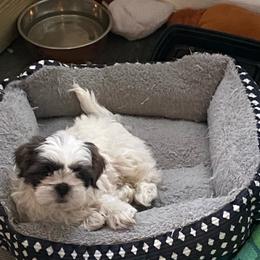 Dash - Black white and silver male Shih Tzu puppy in Riverhead, New York from Eastern Long Island Shih Tzu