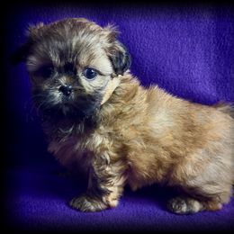 Mika - Gold female Shih Tzu puppy in North Central Oregon, Oregon from T-Amore Shih Tzu