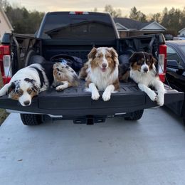 Australian Shepherd All Grown Up from Raven Creek Farms
