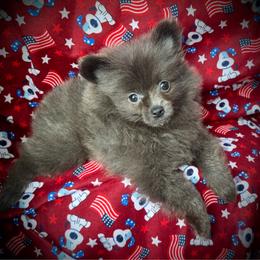 Stormi Girl - Blue female Pomeranian puppy in Inverness, Florida from Pompadorable Poms