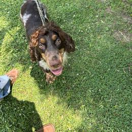 Abigail - English Springer Spaniel