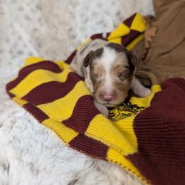 Ron - Red merle male Miniature Australian Shepherd puppy in Bend, Oregon from Wonderland Aussies