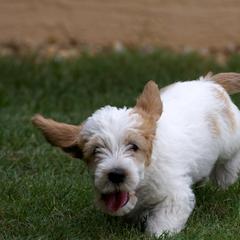 Petit Basset Griffon Vendéen Puppies from Patti Whitlock