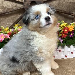 Blue Merle Female - Blue merle female Miniature American Shepherd puppy in Cowlitz County, Washington from Pleasant Woods Miniature American Shepherds